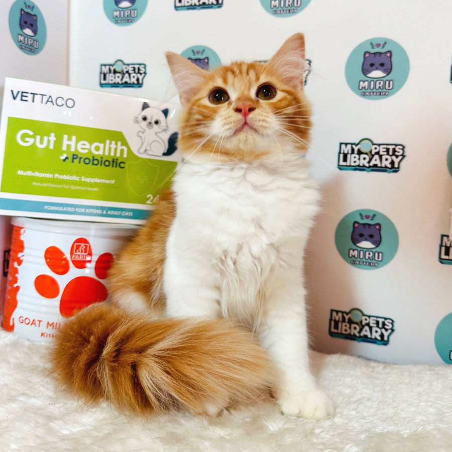 Maine Coon Persian Kitten (Female) For Sale