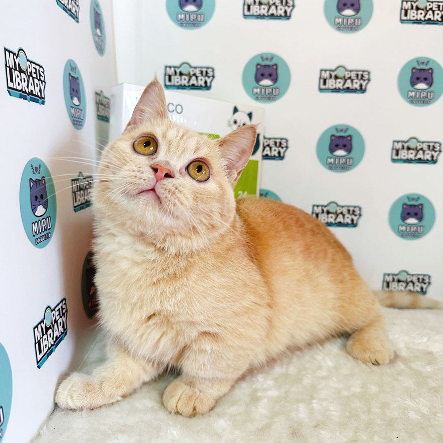 Munchkin British Shorthair Kitten (Male) For Sale
