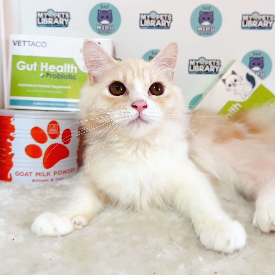 Persian Kitten (Male) For Sale