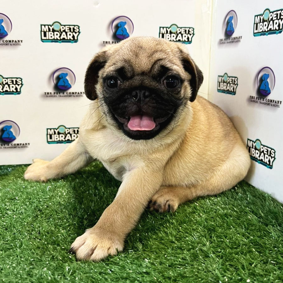 Pug Puppy (Male) For Sale