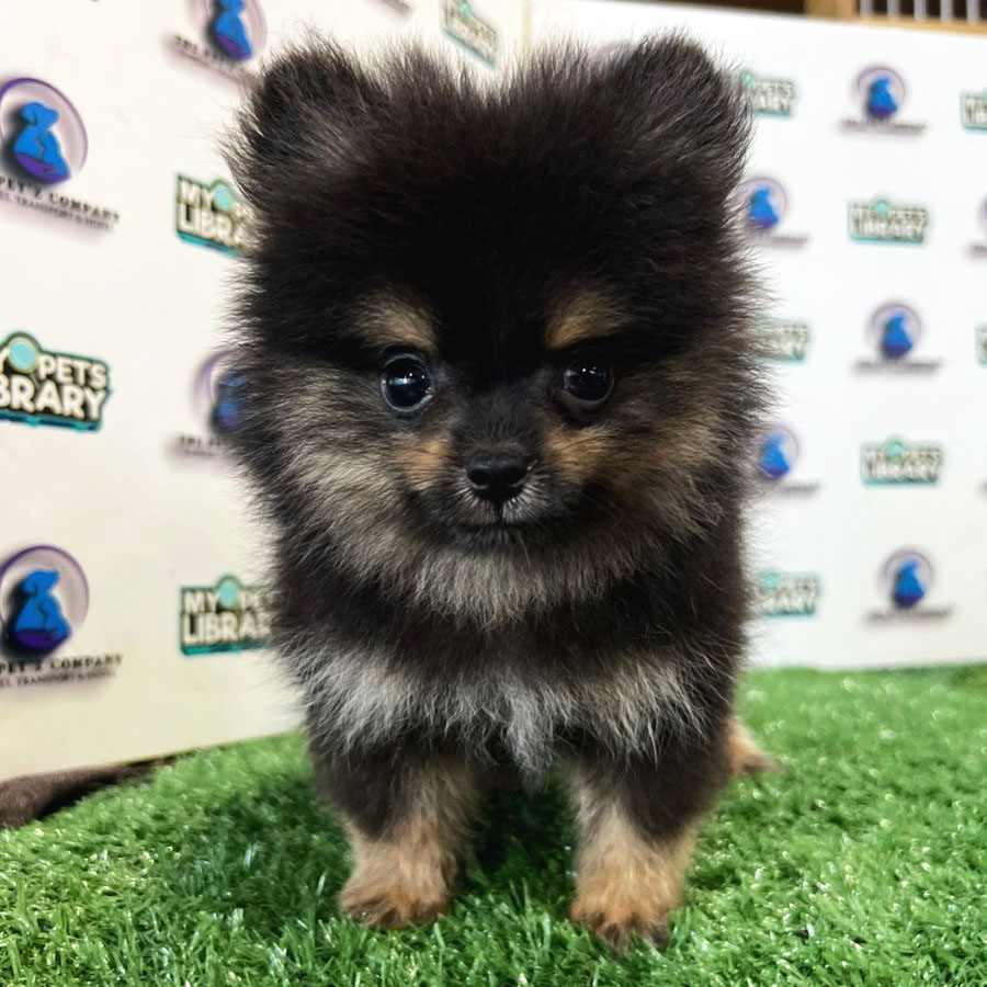 Pomeranian Puppy (Male) For Sale