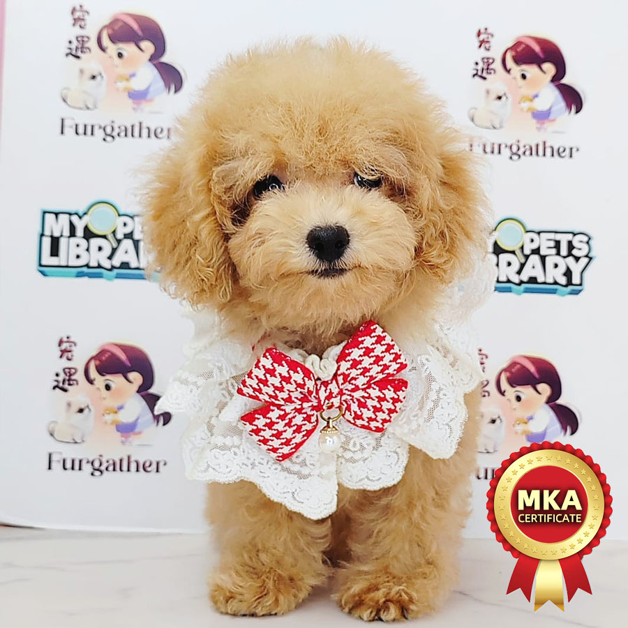 MKA Tiny Poodle Puppy (Male) For Sale