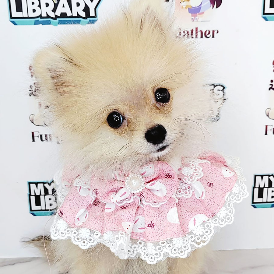 Teacup Pomeranian Puppy (Male) For Sale