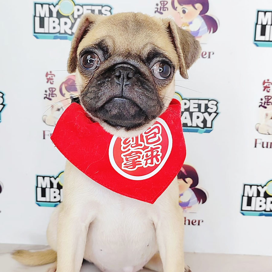 Pug Puppy (Female) For Sale