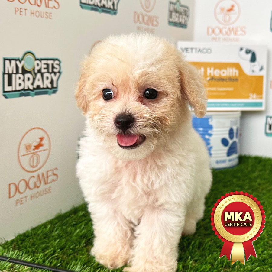 MKA Toy Poodle Puppy (Male) For Sale