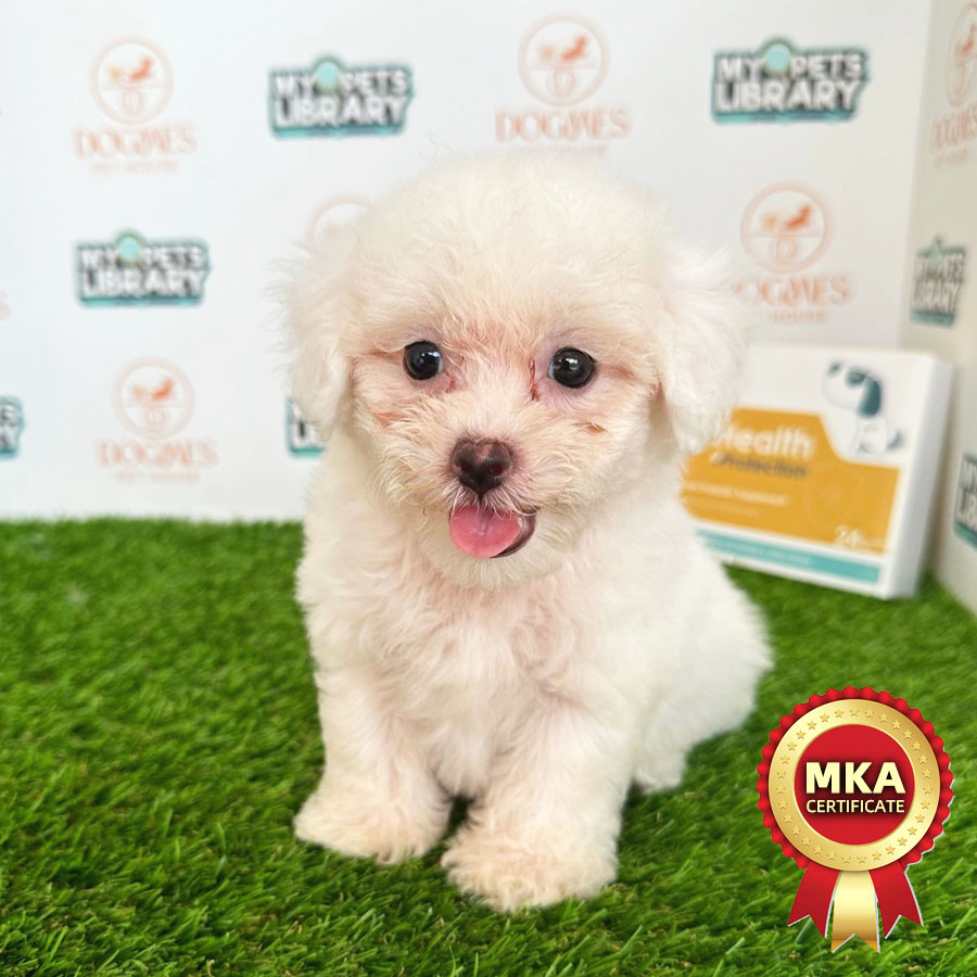 MKA Toy Poodle Puppy (Female) For Sale