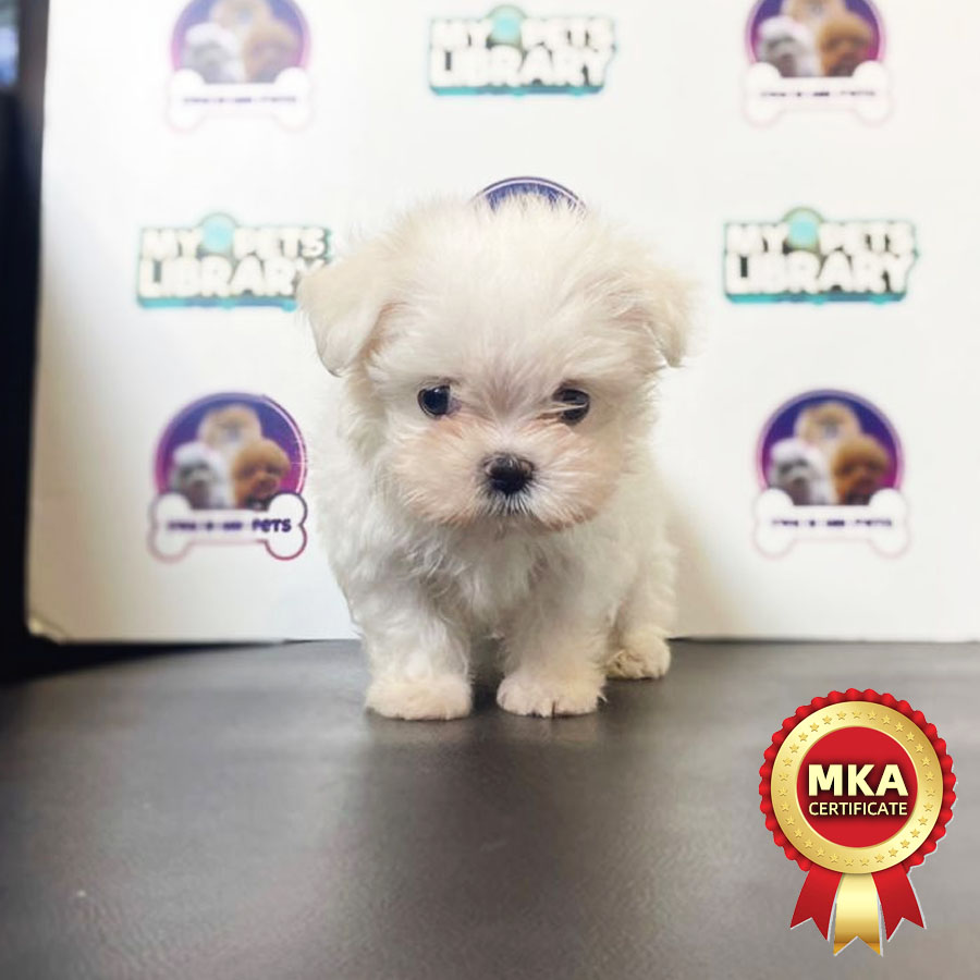MKA Tiny Maltese Puppy (Male) For Sale