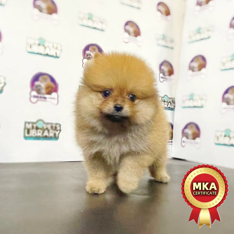 MKA Tiny Pomeranian Puppy (Male) For Sale