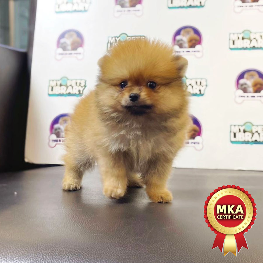MKA Tiny Pomeranian Puppy (Male) For Sale