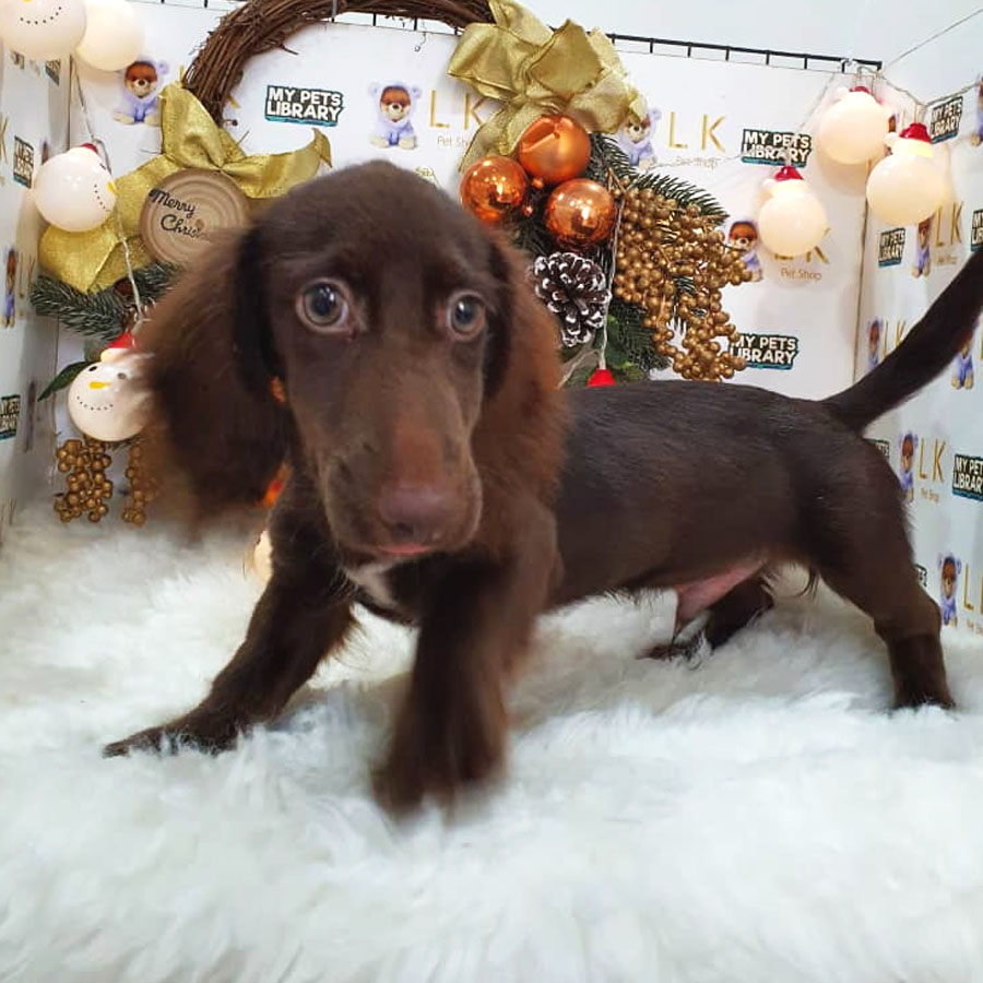 Longcoat Miniature Dachshund Puppy (Male) For Sale