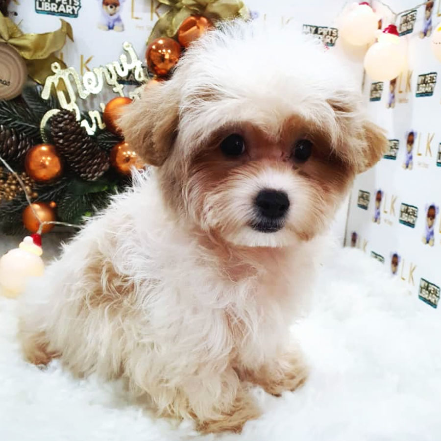 Maltipoo Puppy (Male) For Sale