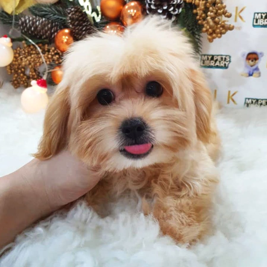 Maltipoo Puppy (Female) For Sale