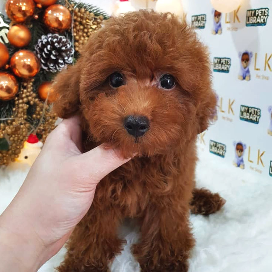Toy Poodle Puppy (Male) For Sale
