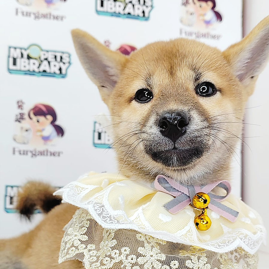 Shiba Inu Puppy (Female) For Sale