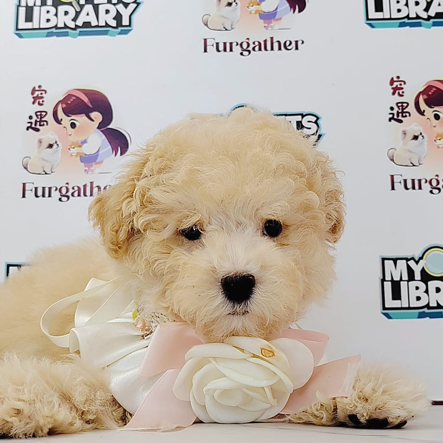 Tiny Poodle Puppy (Male) For Sale