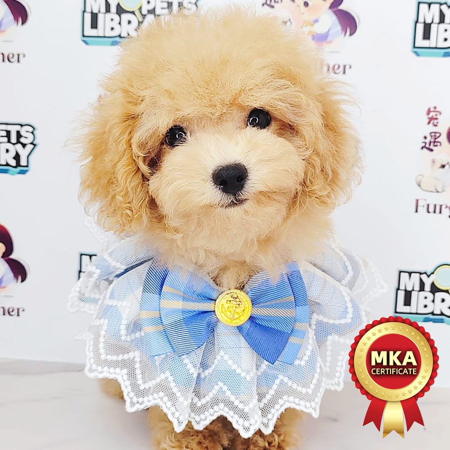 MKA Tiny Poodle Puppy (Male) For Sale