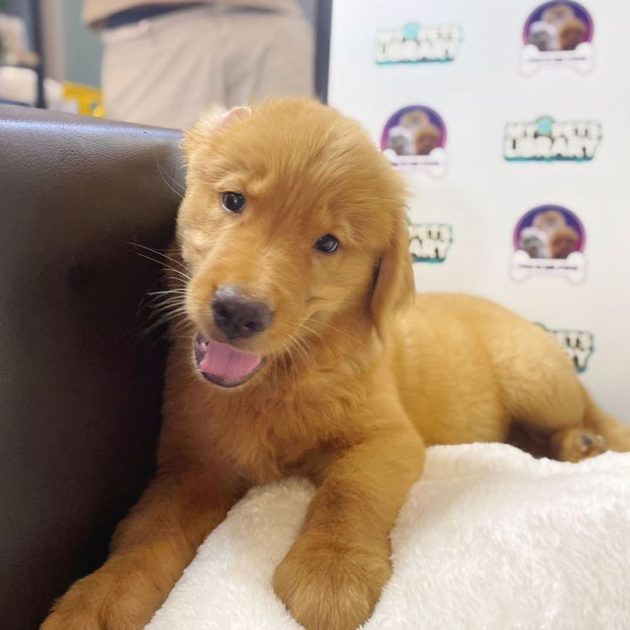 Golden Retriever Puppy (Male) For Sale