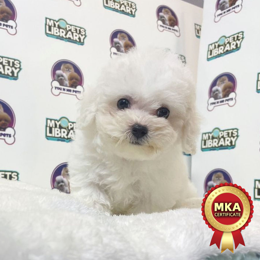 MKA Mini Bichon Frise Puppy (Male) For Sale
