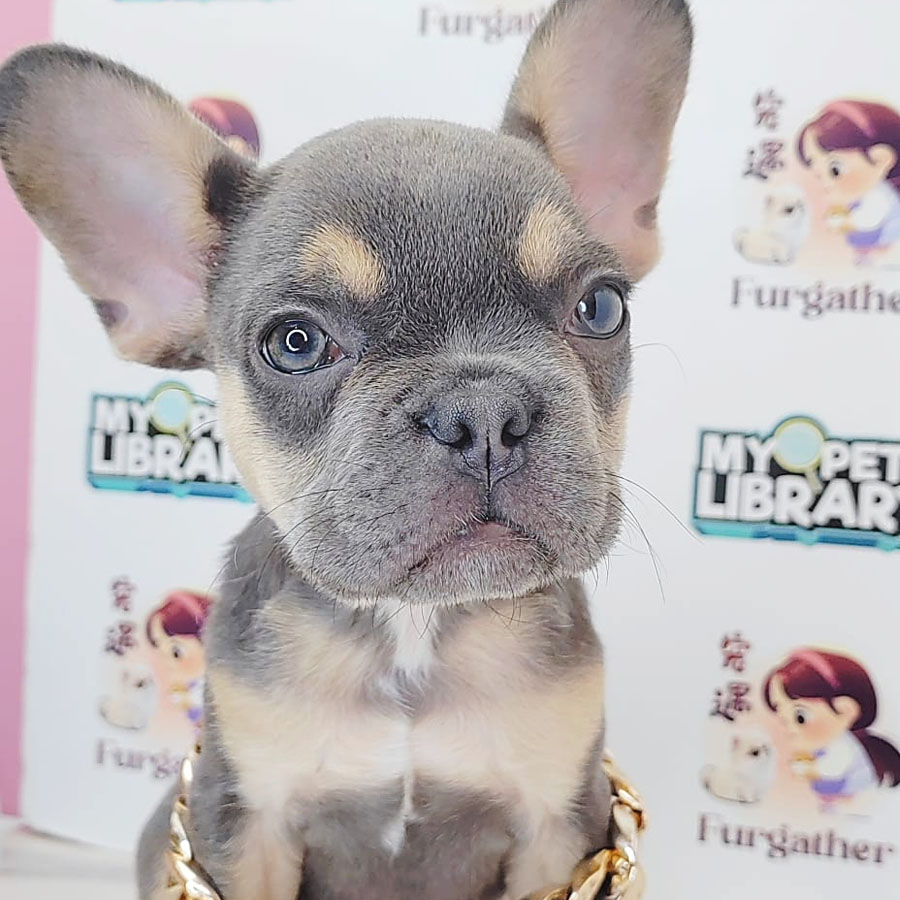 French Bulldog Puppy (Male) For Sale