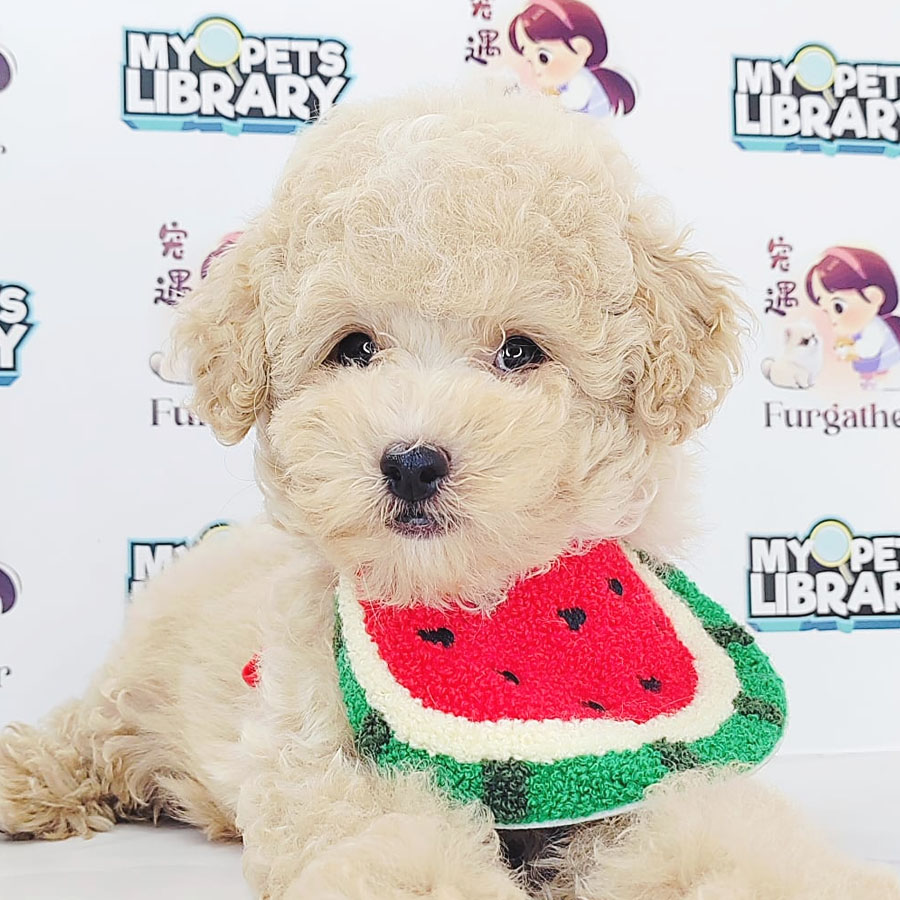 Tiny Poodle Puppy (Male) For Sale