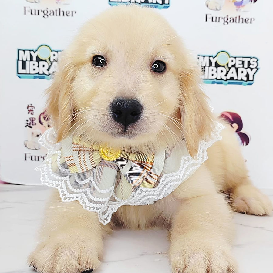 MKA Golden Retriever Puppy (Male) For Sale