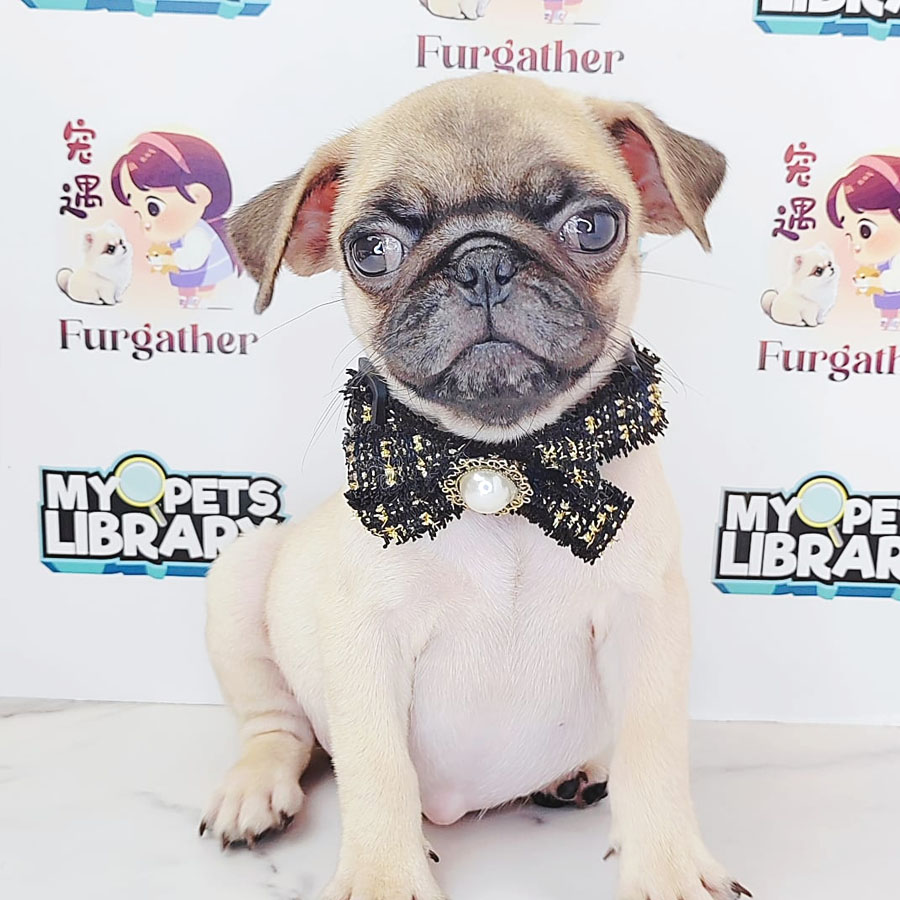 Pug Puppy (Female) For Sale