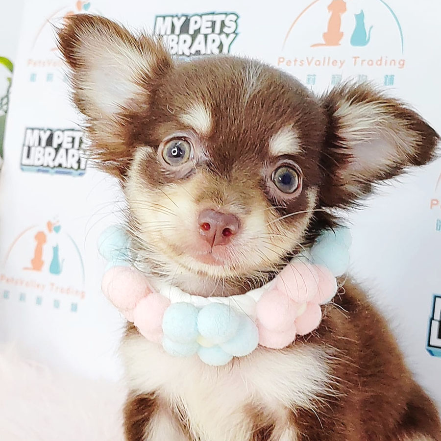 Chihuahua Puppy (Female) For Sale