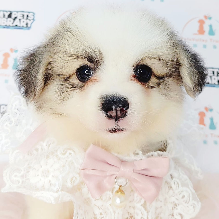 Welsh Corgi Puppy (Male) For Sale