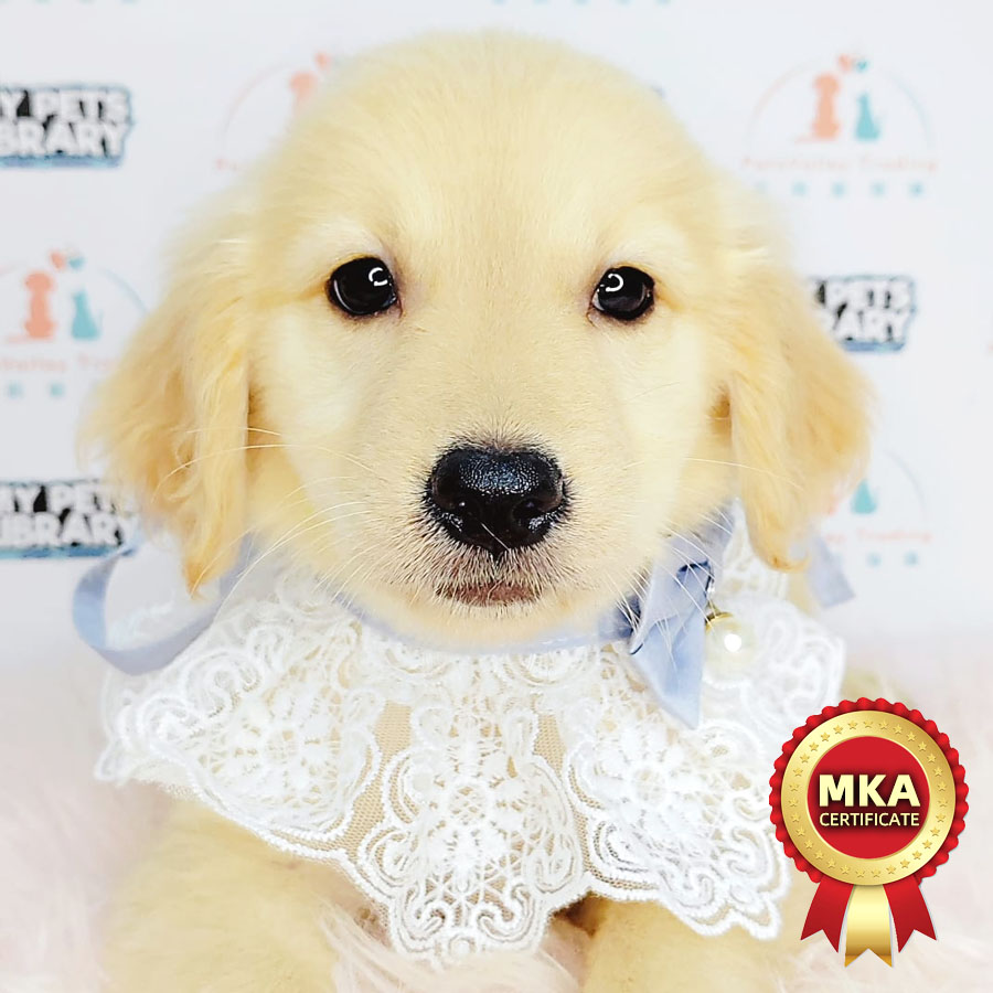 MKA Golden Retriever Puppy (Female) For Sale