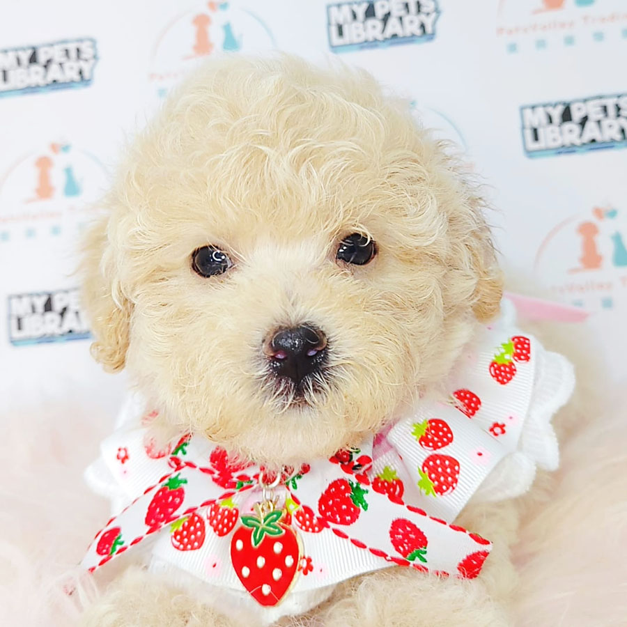 Tiny Poodle Puppy (Female) For Sale