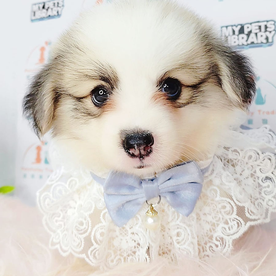 Welsh Corgi Puppy (Male) For Sale