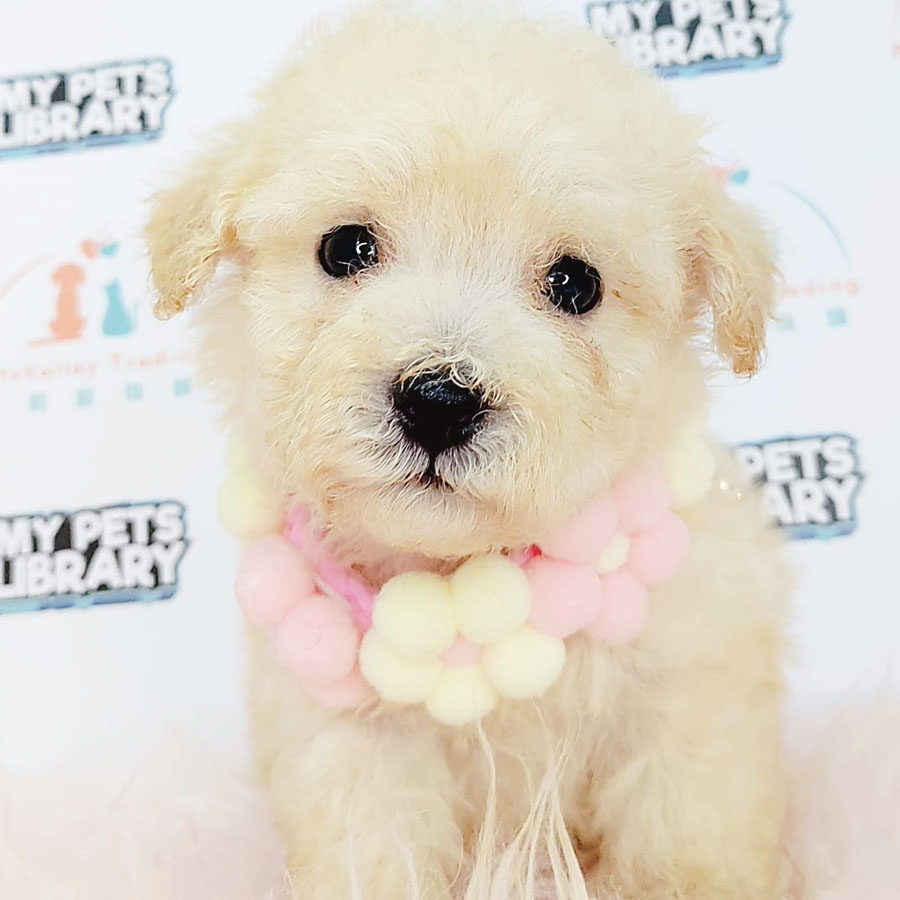 Tiny Poodle Puppy (Male) For Sale