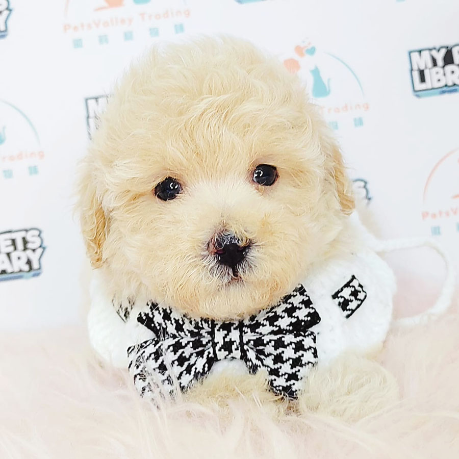 Tiny Poodle Puppy (Male) For Sale