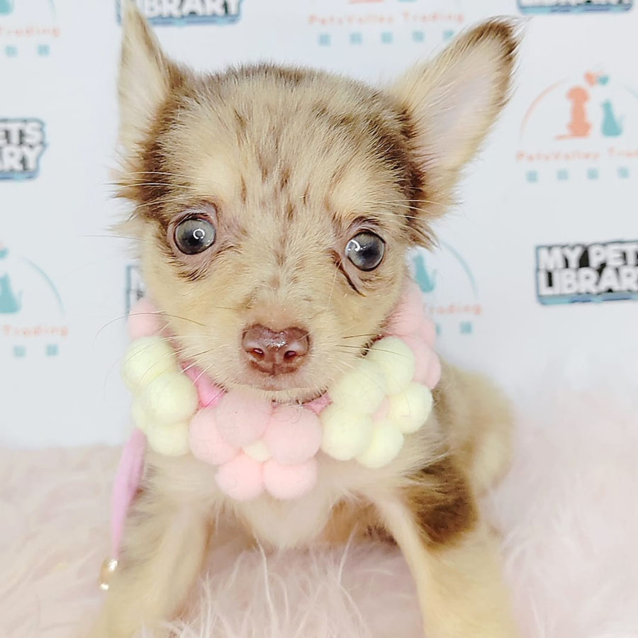 Chihuahua Puppy (Male) For Sale