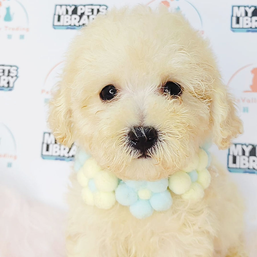 Tiny Poodle Puppy (Female) For Sale