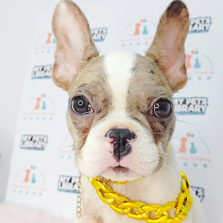 French Bulldog Puppy (Male) For Sale