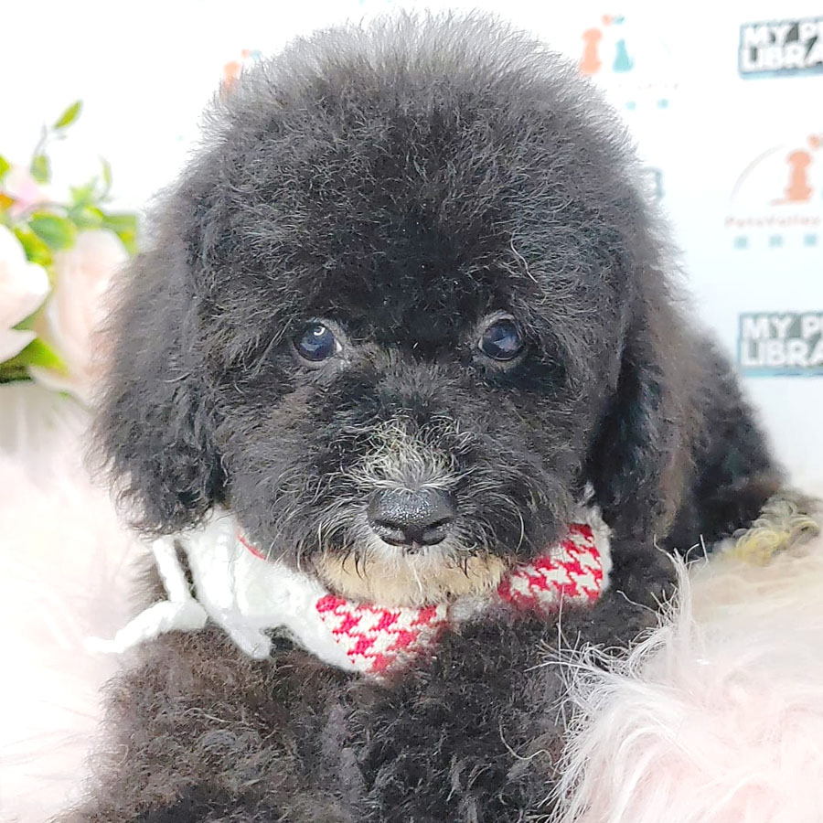 Toy Poodle Puppy (Male) For Sale