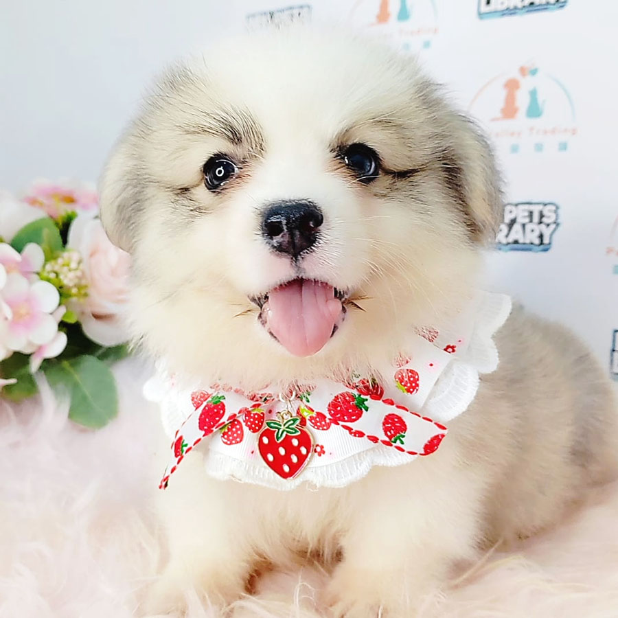 Welsh Corgi Puppy (Male) For Sale