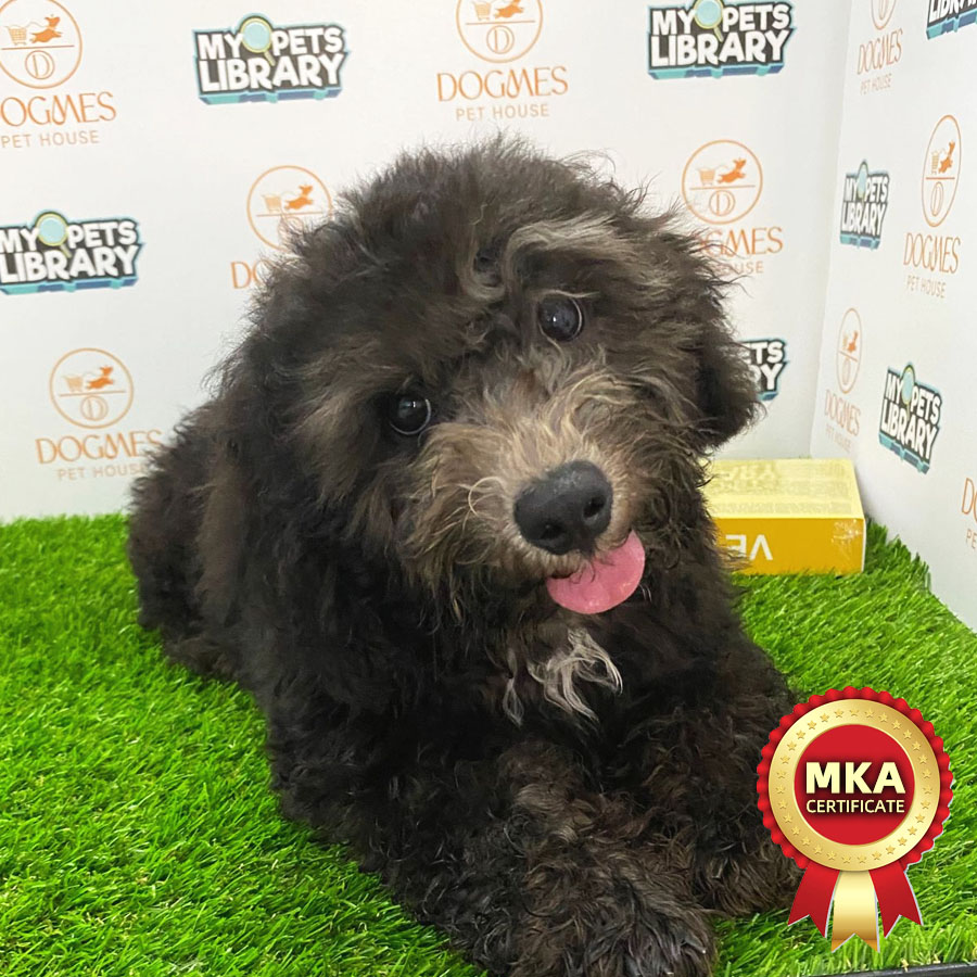 MKA Toy Poodle Puppy (Male) For Sale
