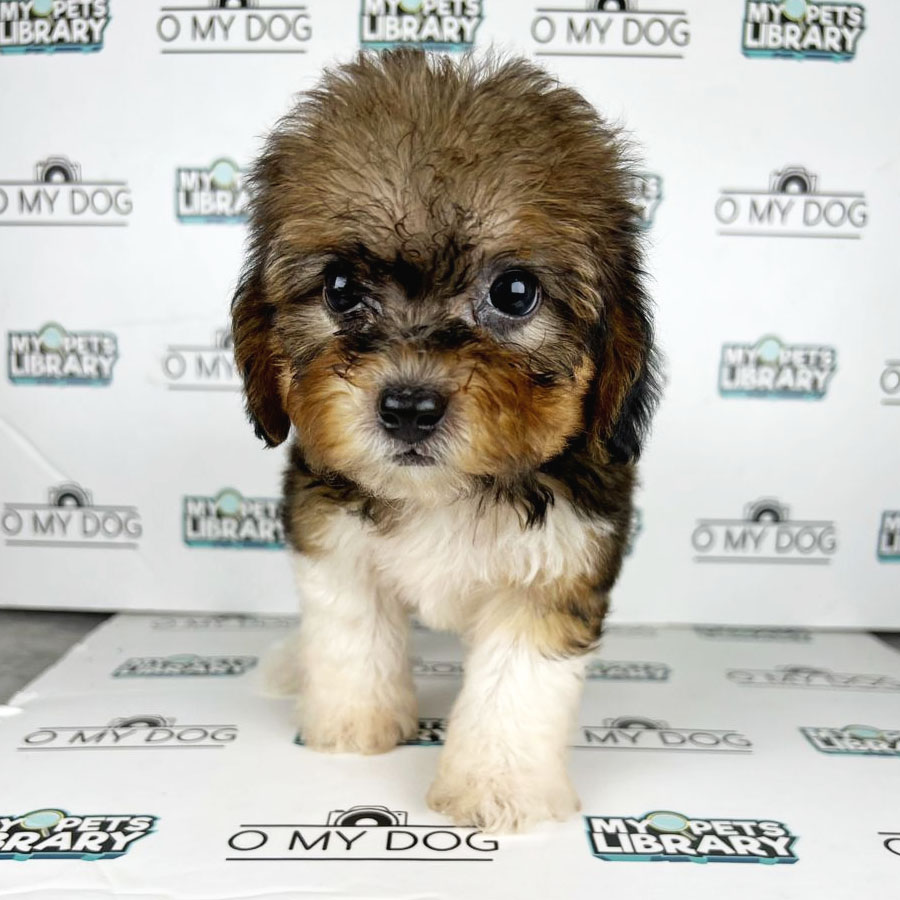 Toy Poodle Puppy (Female) For Sale