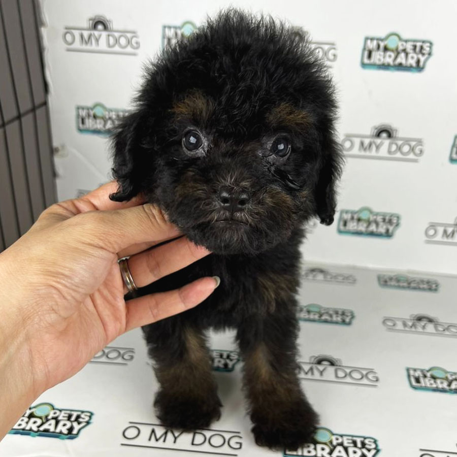 Toy Poodle Puppy (Male) For Sale
