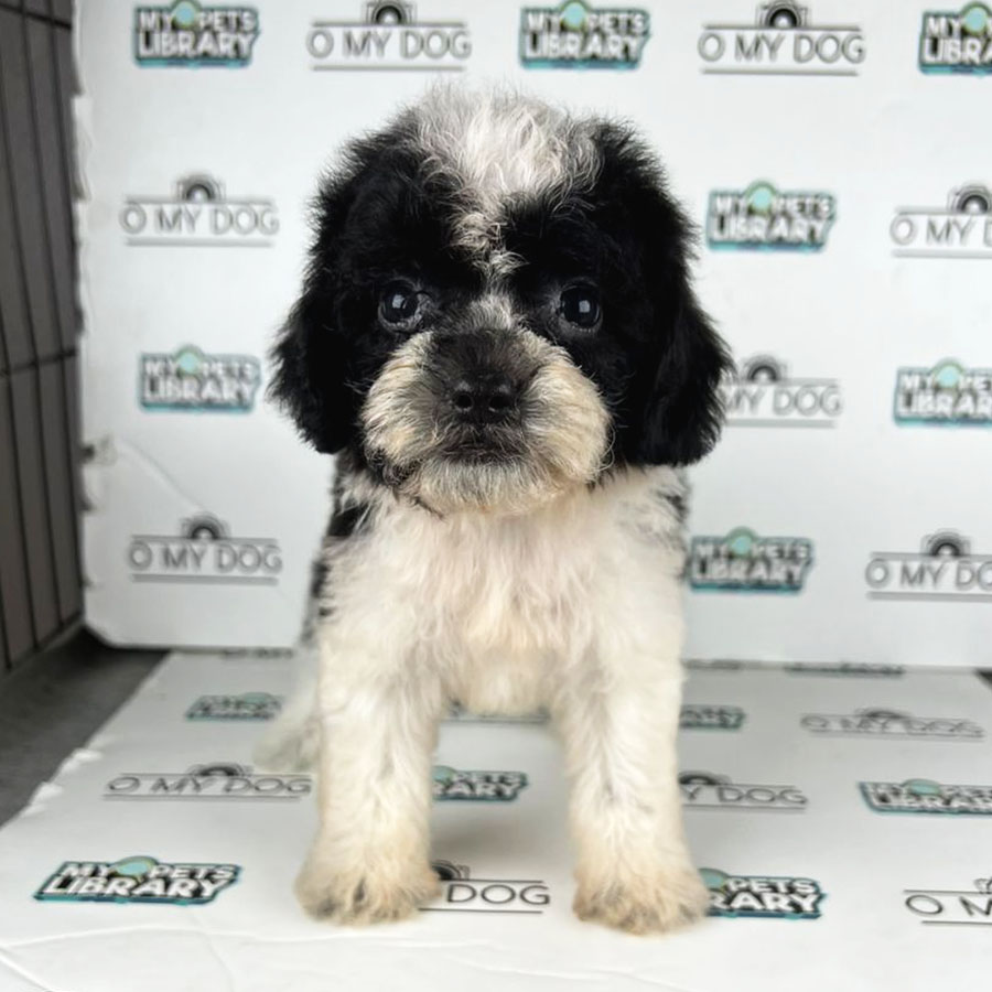 Toy Poodle Puppy (Female) For Sale