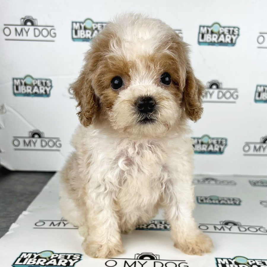Toy Poodle Puppy (Female) For Sale