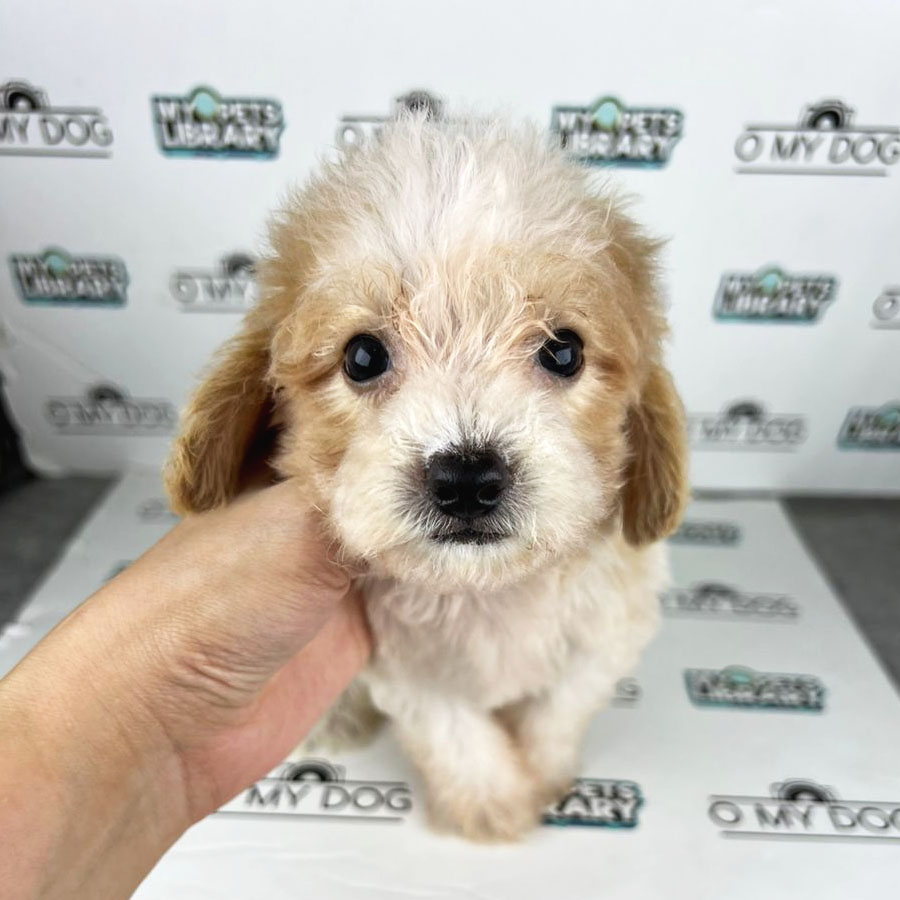 Toy Poodle Puppy (Male) For Sale
