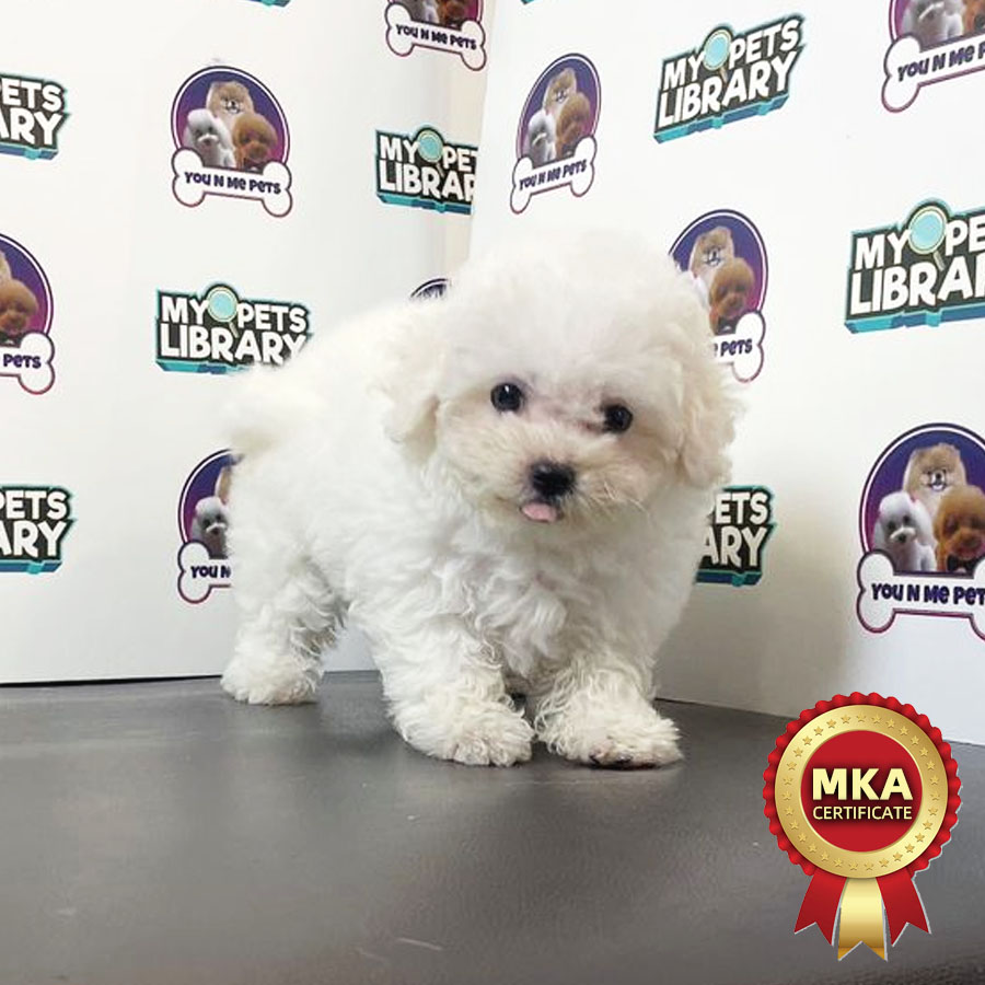 MKA Mini Bichon Puppy (Male) For Sale