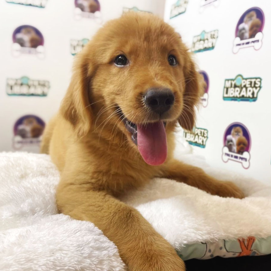 Golden Retriever Puppy (Male) For Sale