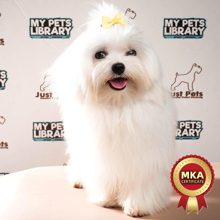 MKA Maltese Puppy (Male) For Sale