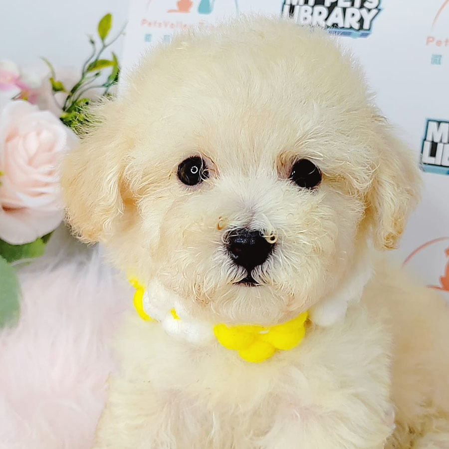 Tiny Poodle Puppy (Male) For Sale