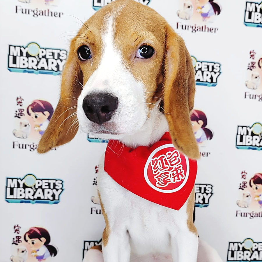 Beagle Puppy (Female) For Sale