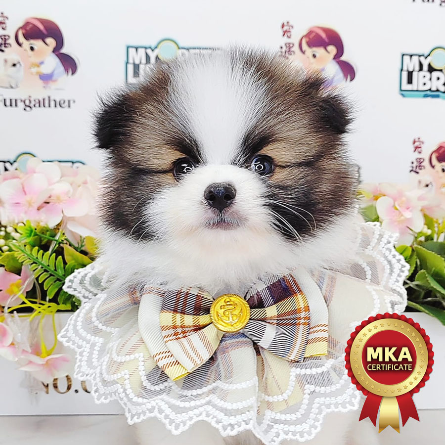 MKA Tiny Pom Puppy (Male) For Sale